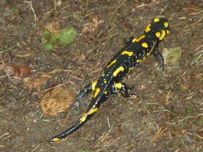 Feuersalamander Feuersalamander