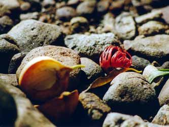 Muskat Nuss Muskat Nuss