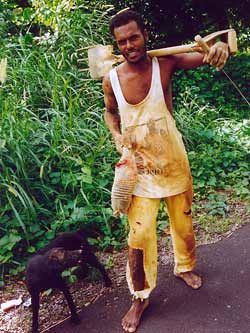 Gürteltier Gürteltier