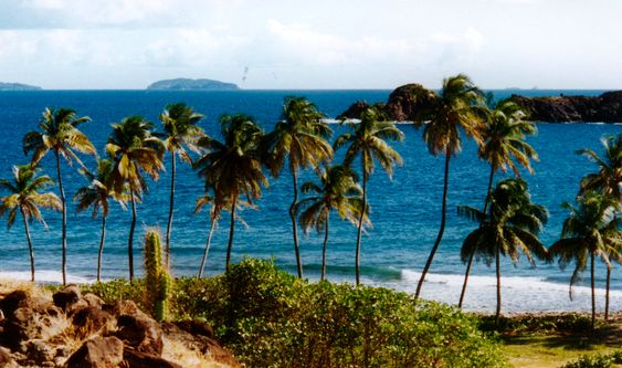 Palmenstrand Palmenstrand