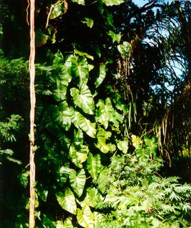 Philodendron Philodendron