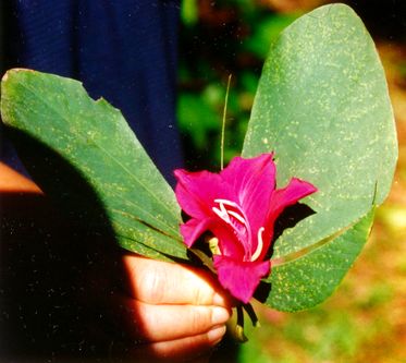 Schmetterling aus Blättern Schmetterling aus Blättern