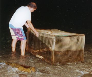 Korb mit den lebenden Langusten Korb mit den lebenden Langusten