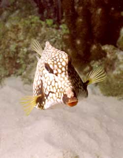 Kofferfisch Kofferfisch