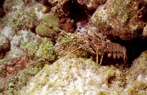 Lobster (Languste) Lobster (Languste)