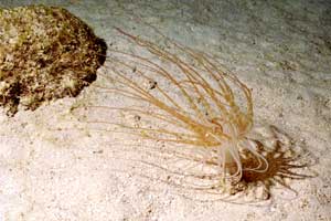 Röhrenwurm ? Röhrenwurm ?