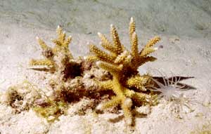 Röhrenwurm ? Röhrenwurm ?