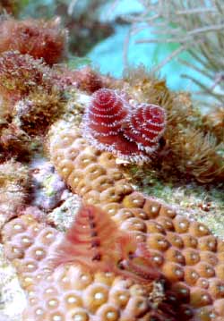 Christmastree Worm Christmastree Worm