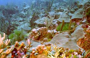 Korallengarten Korallengarten