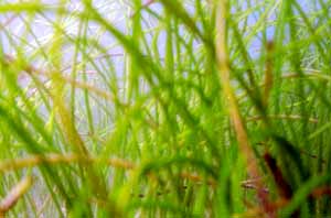 Seegras von unten Seegras von unten