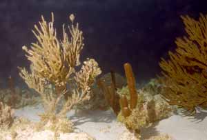 Dämmerungstauchgang Dämmerungstauchgang