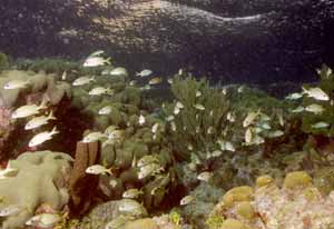 Dämmerungstauchgang Dämmerungstauchgang