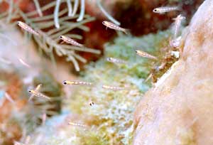 Jungfische Jungfische