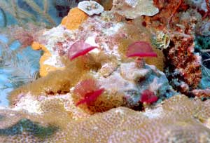 Röhrenwurm Röhrenwurm