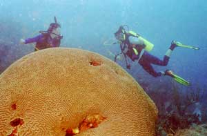 Hirn Koralle Hirn Koralle