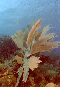 Riesengorgone Riesengorgone