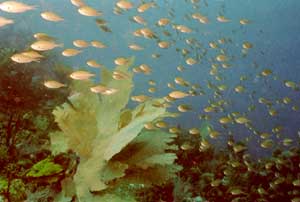 Fisch Schwarm Fisch Schwarm