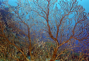 Schwarzkorallen Schwarzkorallen