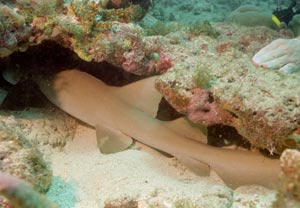 Nurse Shark (Ammenhai) Nurse Shark (Ammenhai)