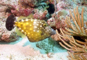 Triggerfish (Drücker Fisch) Triggerfish (Drücker Fisch)