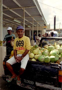 Kokosnüsse Kokosnüsse