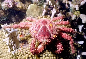Seespinne Seespinne