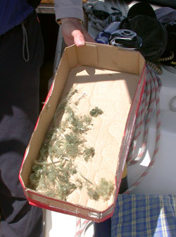 die Reste dr Schnur die Reste dr Schnur