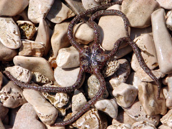 Schangenstern Schangenstern