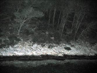 Ankerbucht mit Reh bei Nacht Ankerbucht mit Reh bei Nacht