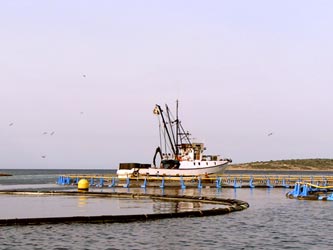 Fischzucht Fischzucht