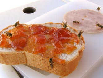 Wespen Invasion Wespen Invasion