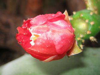 Kakteenblüte Kakteenblüte