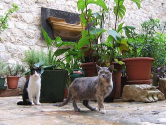 Altstadt Dubrovnik Altstadt Dubrovnik