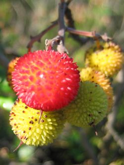 Baumfrucht Baumfrucht