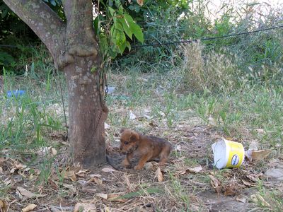 Kettenwelpe Kettenwelpe