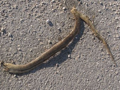 tote Schlange tote Schlange