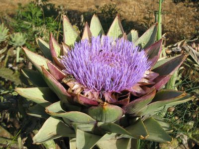 Kakteenblüte Kakteenblüte