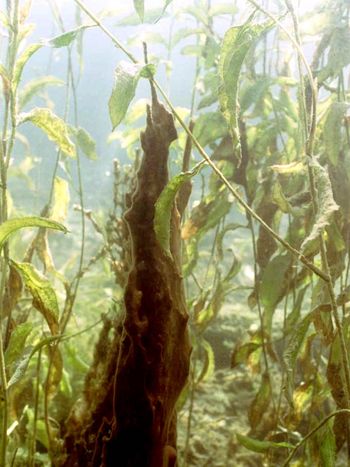 Schleimalgen Schleimalgen