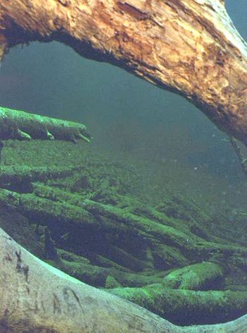 Baumstämme Baumstämme