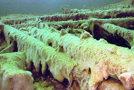 Schleimalgen Schleimalgen