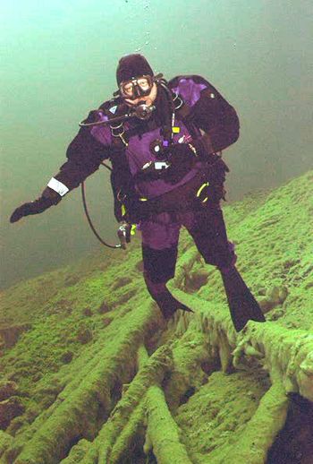 Überwachsene Bäume Überwachsene Bäume