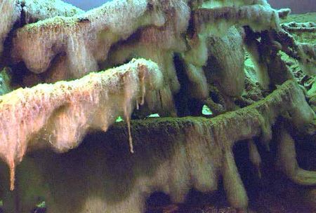 Schleimalgen Schleimalgen