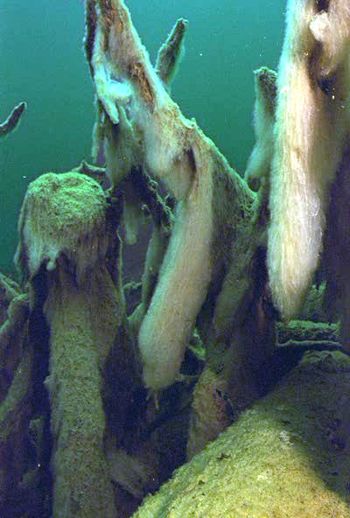 Schleimalgen Schleimalgen