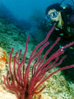 Weichkoralle. Weichkoralle.