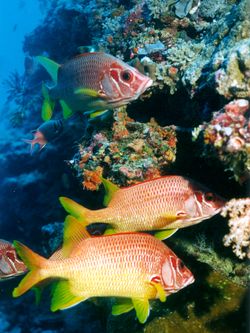 Soldatenfische. Soldatenfische.