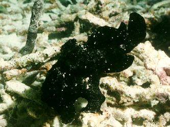 Anglerfisch?. Anglerfisch?.