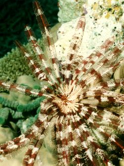 Haarstern. Haarstern.