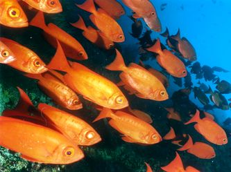 Fischschwarm Fischschwarm