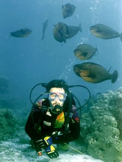 Günter mit Doktorfischen. Günter mit Doktorfischen.