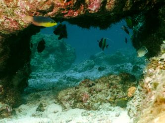 Korallentunnel Korallentunnel